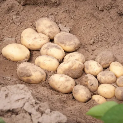 ≡ Семенной картофель Доната (среднеранний) 1 репродукция - Купить в Украине  ᐉ Цены, Отзывы – LUTSENA