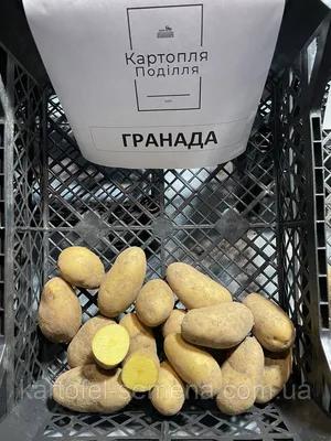 Семенной картофель Гранада, I-я репродукция: продажа, цена в Винницкой  области. Семена и рассада овощных культур от \"Картопля Поділля\" - 1492536425