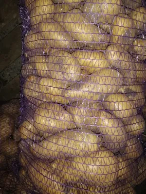 Семенной картофель Марфуша, Украина купить - Компания ФОРСАГРО