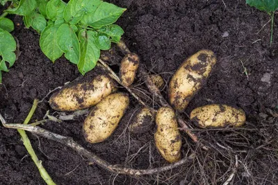 Картофель семенной Гала (1 кг/уп - репродукция элита, ранний) купить за 195  р. в садовом центре АСТ Медовое