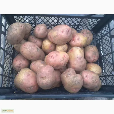 Купить картофель Пикассо/Иван да Марья сортовой +-1 кг, цены в Москве на  Мегамаркет | Артикул: 100045561489