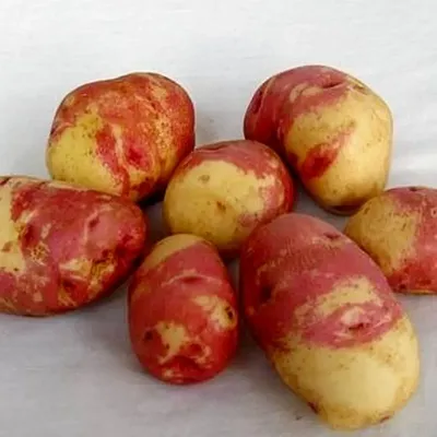 Картофель семенной Иван да Марья (репродукция супер элита 10 шт/уп.) купить  за 290 р. в садовом центре АСТ Медовое