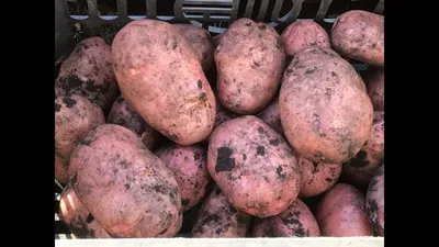 Продам картофель «Иван да Марья», Борзна, Картофель (картошка) — APKUA