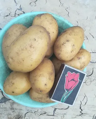 Картофель Киранда - купить семенной картофель с доставкой по Украине в  магазине Добродар