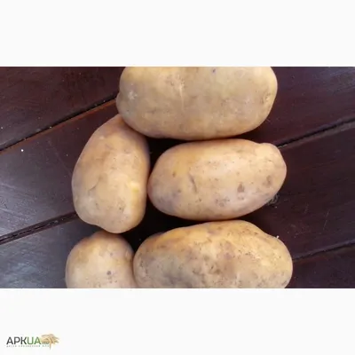 Урожай картофеля 2021 Киранда, Хортица, Аннушка. Обзор нашего урожая  картофеля. - YouTube