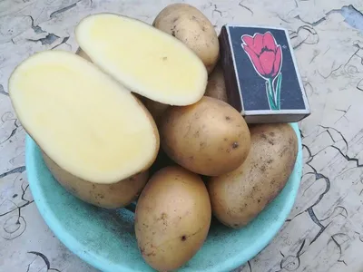 Картофель Киранда - купить семенной картофель с доставкой по Украине в  магазине Добродар