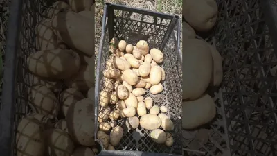 Семена Картофеля Киранда – купить в интернет-магазине OZON по низкой цене