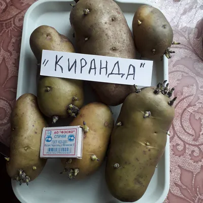Семена Картофеля Киранда – купить в интернет-магазине OZON по выгодной цене  в Казахстане