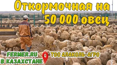 Картофель Киранда – купить в интернет-магазине OZON по низкой цене