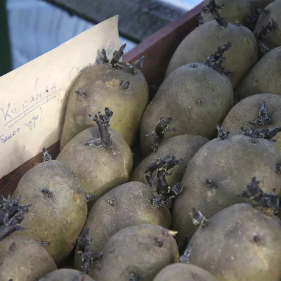 Посадка и уход за картофелем: краткий гид по выращиванию картошки