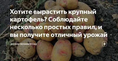 Сверхранний картофель | Сравнить цены и купить на Prom.ua