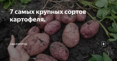 Весенние проблемы картофелевода: от подвала до посадки • Приусадебное  хозяйство