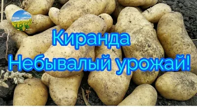 Сбор урожая картофеля. Небывалый урожай! Сорт Киранда. - YouTube