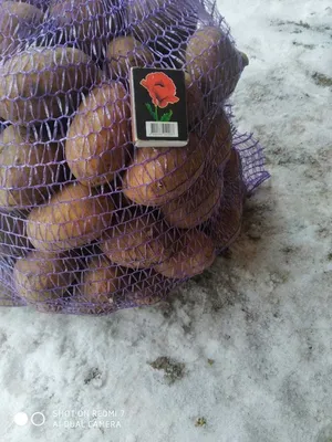 Хотите вырастить крупный картофель? Соблюдайте несколько простых правил, и  вы получите отличный урожай | Домик окнами в сад | Дзен