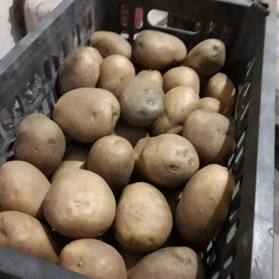 7 самых крупных сортов картофеля. | Сад и огород | Дзен