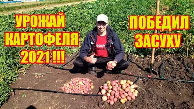 картофель Черниговская область - сельхозтехника на OLX.ua