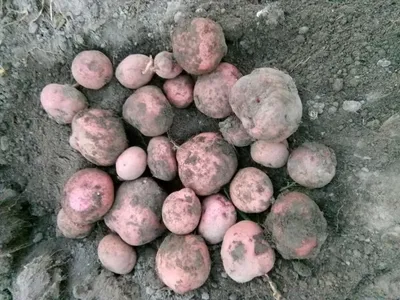 Продам/купить семенной картофель элитных сортов + с цветной мякотью —  Agro-Ukraine