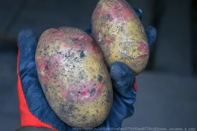 Картофель. Урожай