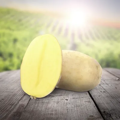 Картофель Колетте: характеристика и правила выращивания сорта | Огородные  шпаргалки | Дзен