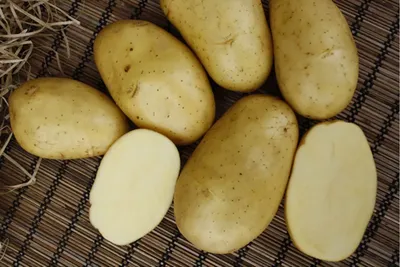 Купить семенной картофель, сорт Колетте оптом, выгодные условия