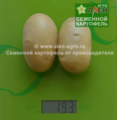 Семенной картофель КОЛЕТТЕ (элита, суперэлита) от СеДеК | Крестьянские  ведомости