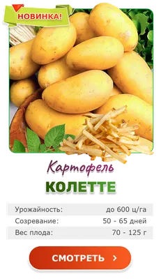 Купить луковицы Картофель семенной \"Седек\" Артемис 2кг|Скидки|Удобство