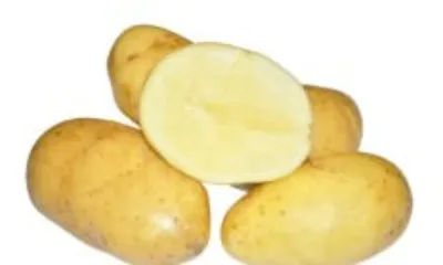 Картофель Семенной Колетте – купить в интернет-магазине OZON по низкой цене