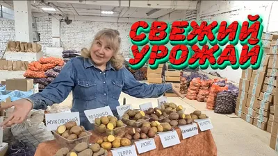 abekker.ru: 🥰Скидка 20% для вас на семенной картофель🍟 | Milled