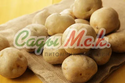 Картофель семенной 2кг сорт Колетте купить с доставкой в МЕГАСТРОЙ Наб.Челны