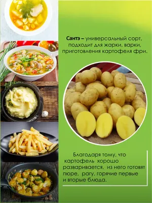 Картофель семенной Винета - купить по низкой цене с доставкой