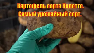 Семенной картофель в интернет-магазине СеДеК