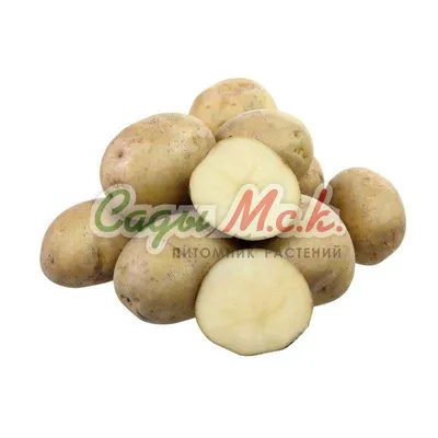 Выращиваем и продаём семенной картофель сортов Импала, Ред Скарлетт, Гала,  У: Продажа семенного картофеля