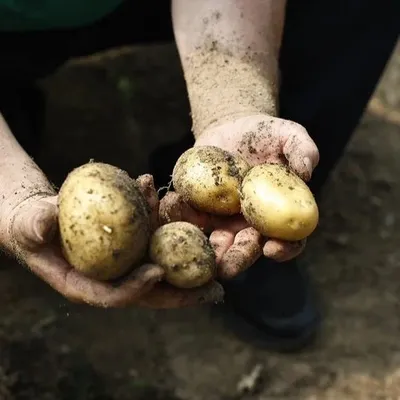 В Астраханской области идёт сбор позднего картофеля | Газета ВОЛГА