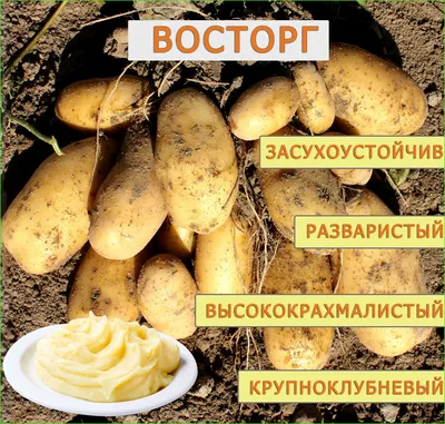 Картофель Императрица (ЭЛИТА) весенние луковичные - описание, фото,  агротехника