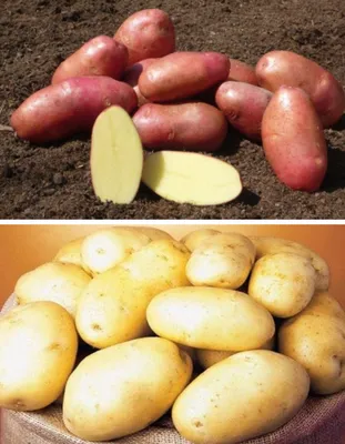 В Астраханской области собирают поздний картофель - KP.RU