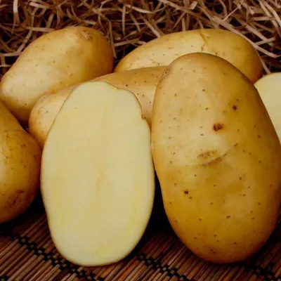 Картофель Колетте (Colette) | Сорта картофеля