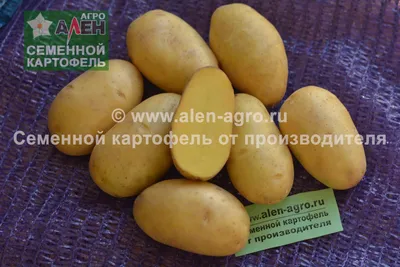 Картофель Колетте Э (1 кг) - Садовый центр «СадОК»