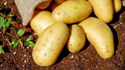 Все о картофеле: Польза, вред, как выбрать и приготовить картошку | Дисо