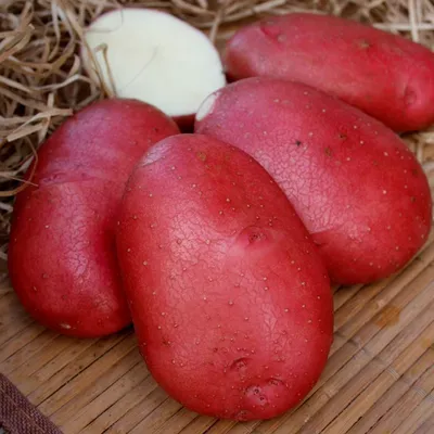 Картофель Колетте: характеристика и правила выращивания сорта | Огородные  шпаргалки | Дзен
