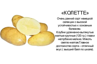 Купить клубни семенного картофеля в Краснодарском крае – доставка почтой,  СДЭК