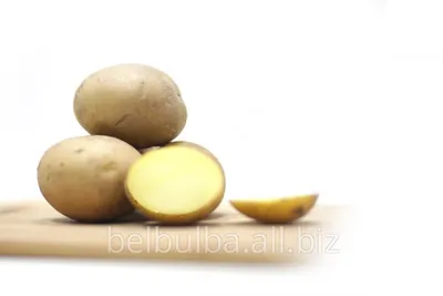 Семенной картофель | Крестьянские ведомости