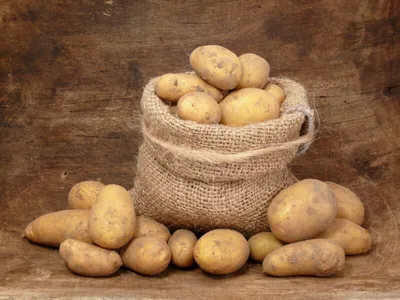 Картофель Колетте (ЭЛИТА) весенние луковичные - описание, фото, агротехника
