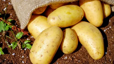 Картофель семенной \"Королева Анна\" 2 кг — купить в интернет-магазине по  низкой цене на Яндекс Маркете