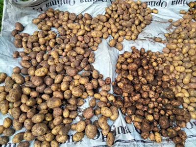 Сорта картофеля