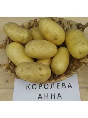 Картофель Королева Анна II репродукция (1 кг) - Садовый центр «СадОК»