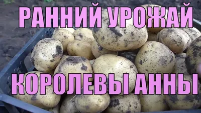 DealShaker: Семенной картофель королева Анна