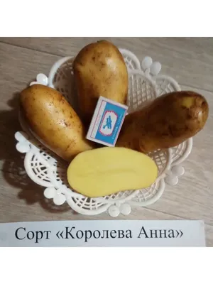 КАРТОФЕЛЬ молодая сорт Королева Анна (90%, 900-999 г.(цена за 950), 0,95 кг)