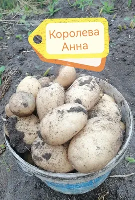 Картофель «Королева Анна», 1кг - купить по выгодной цене | rbmagazin.com  магазин Рыбница