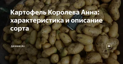 Картофель Королева Анна - купить у поставщика Оптторг