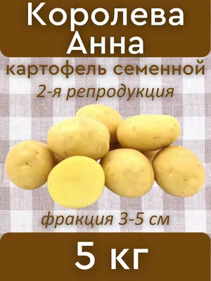 Картофель сорт ,,Королева Анна,,,, Вся Беларусь, Цена: от 0.5 р., 83791